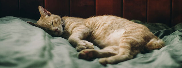 gatodormido